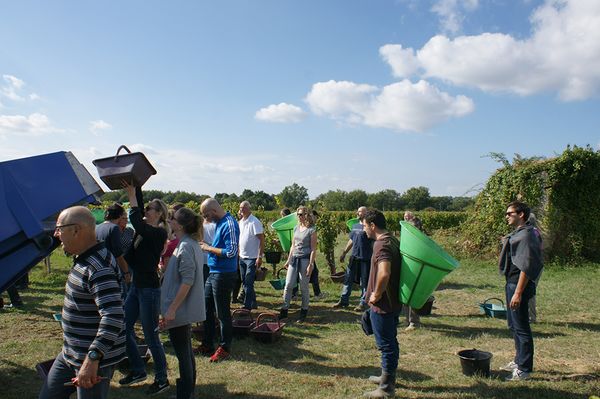 Vendanges des locataires de pieds de vigne 2019