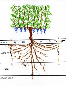 Comment la vigne s’autorégule